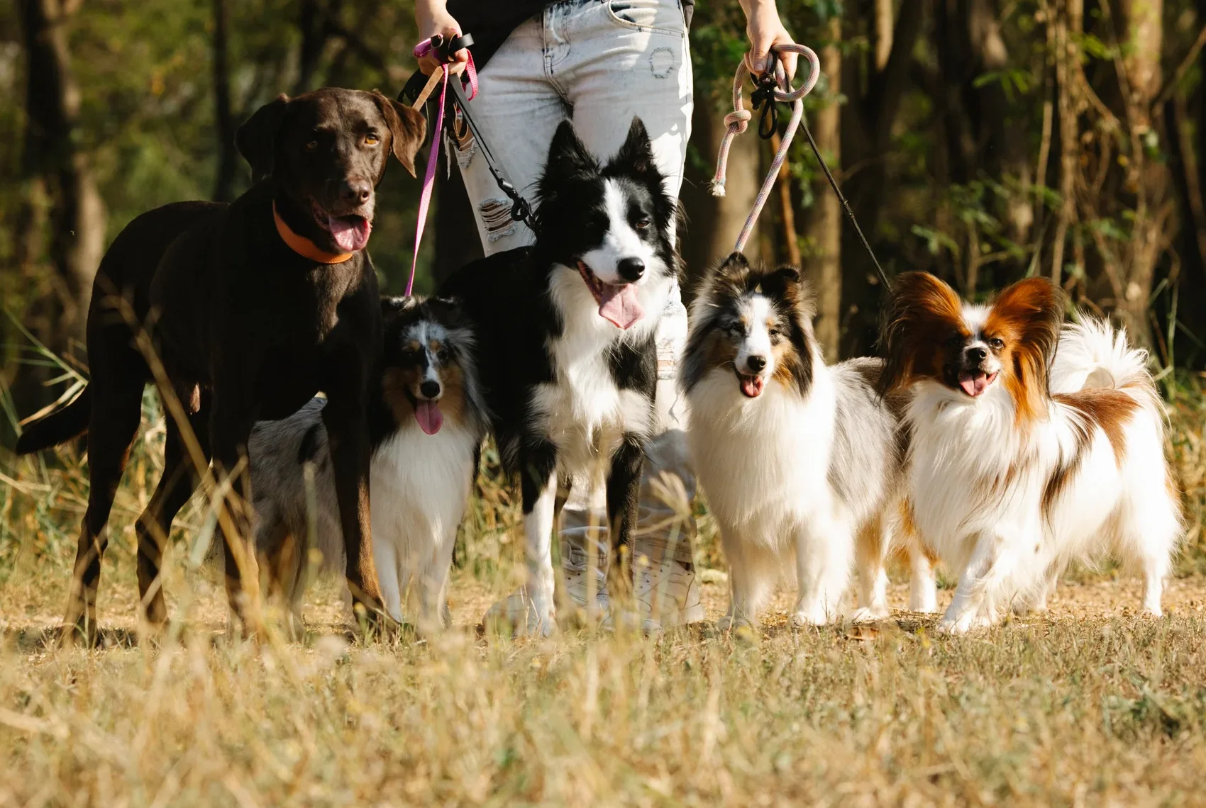Cinq chiens en balade en forêt, tenus en laisse
