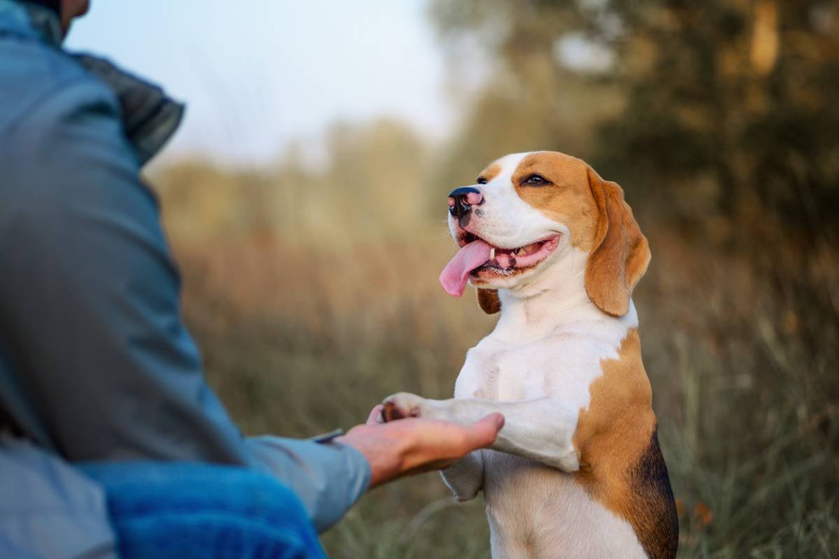 Un beagle qui donne la patte