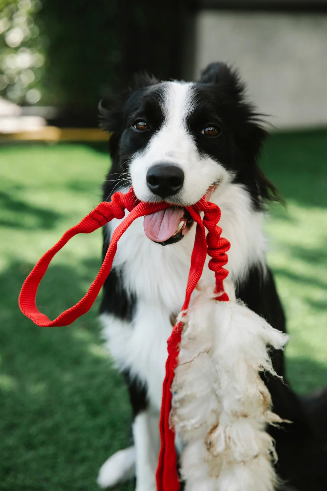 Un border collie qui tient sa laisse dans la gueule