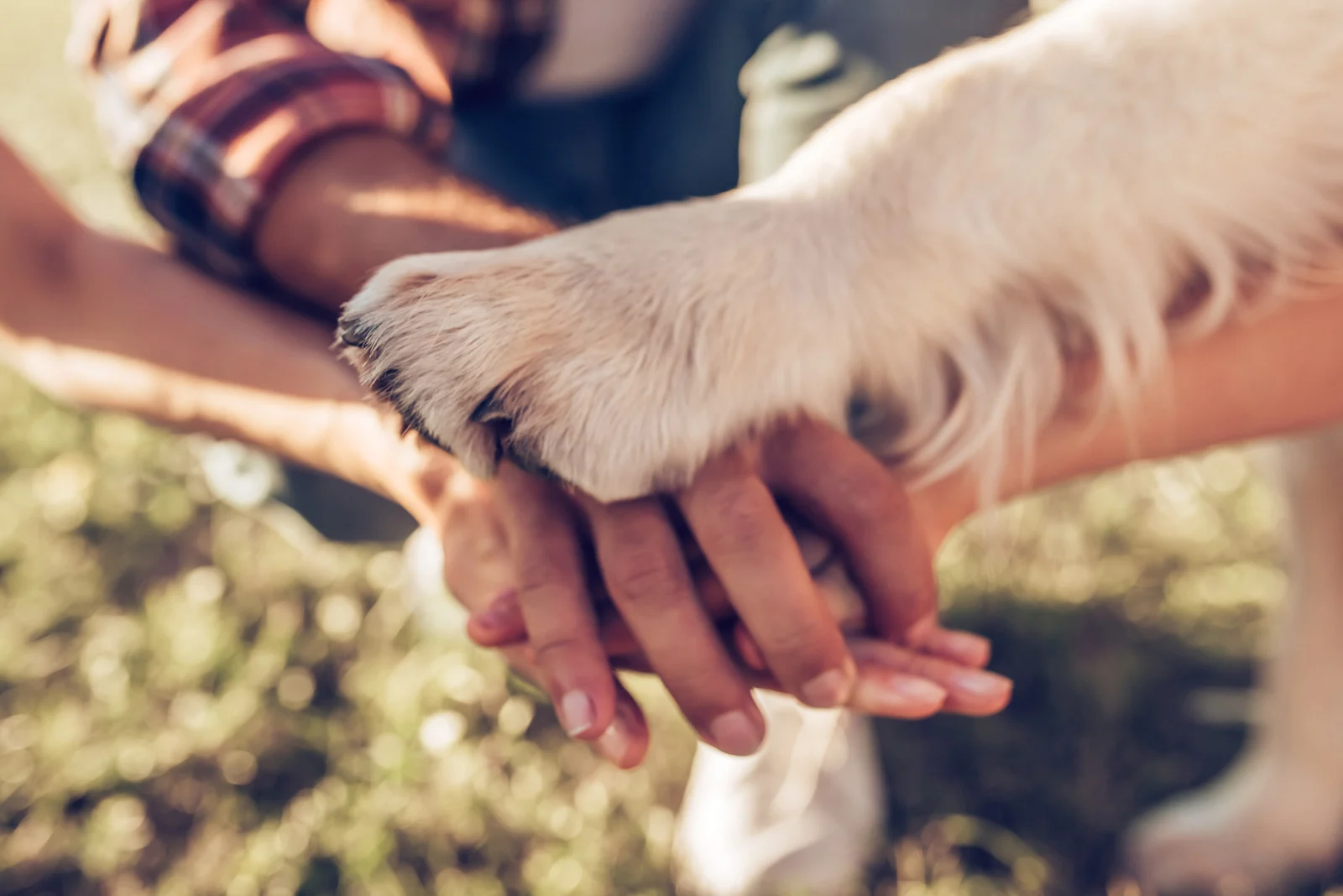 Une main humaine et une patte de chien posées l'une sur l'autre