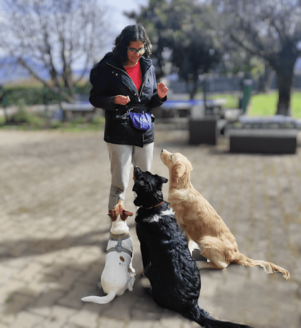Mila demande à trois chiens de s'asseoir